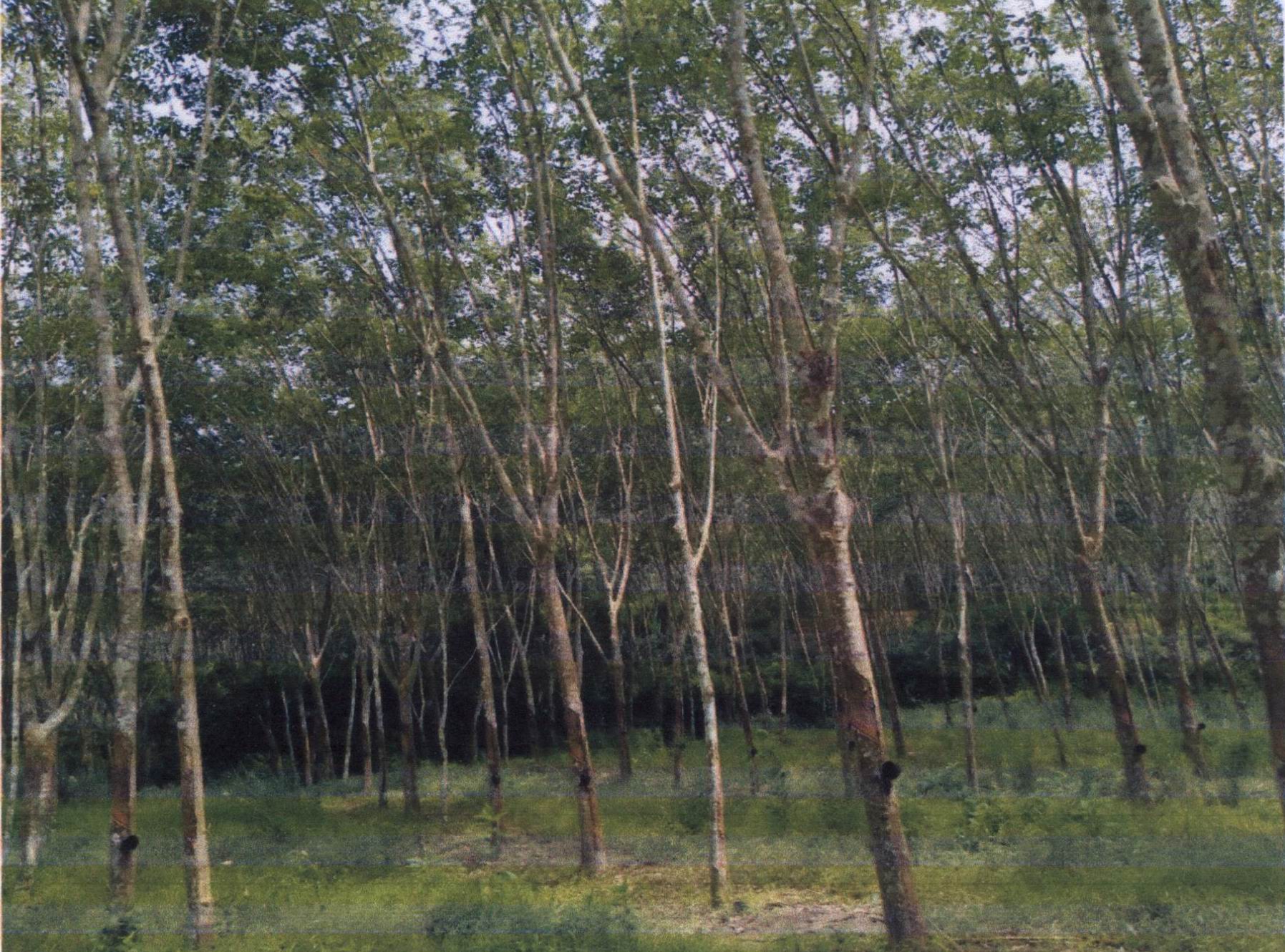 รูปที่ดินว่างเปล่า เอราวัณ แว้ง นราธิวาส
