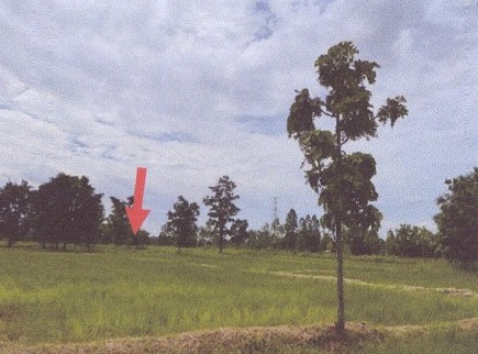รูปที่ดินว่างเปล่า โพธิ์ชัย เมืองหนองบัวลำภู หนองบัวลำภู