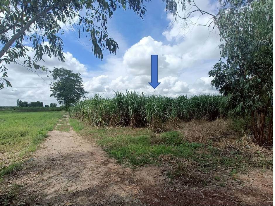 รูปที่ดินว่างเปล่า ทุ่งยางเมือง คีรีมาศ สุโขทัย