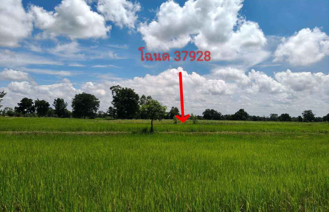 รูปที่ดินว่างเปล่า ด่านขุนทด ด่านขุนทด นครราชสีมา