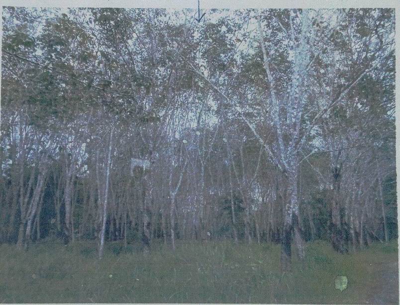 รูปที่ดินว่างเปล่า เขาโร ทุ่งสง นครศรีธรรมราช
