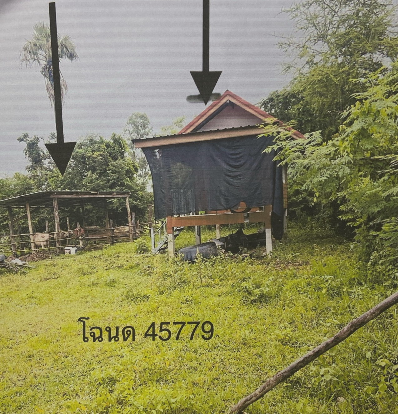 รูปที่ดินพร้อมสิ่งปลูกสร้าง ประสุข ชุมพวง นครราชสีมา