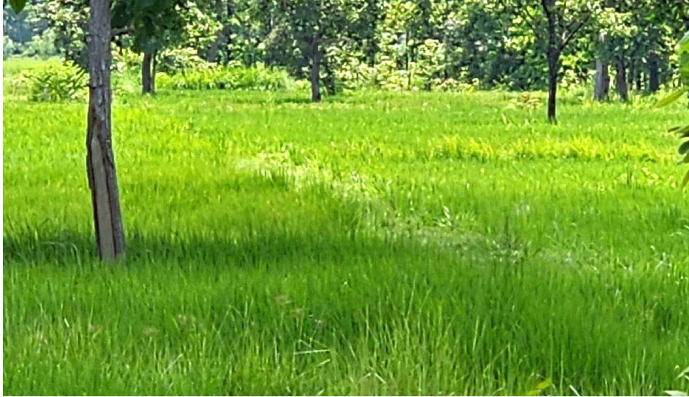 รูปที่ดินว่างเปล่า วาใหญ่ อากาศอำนวย สกลนคร