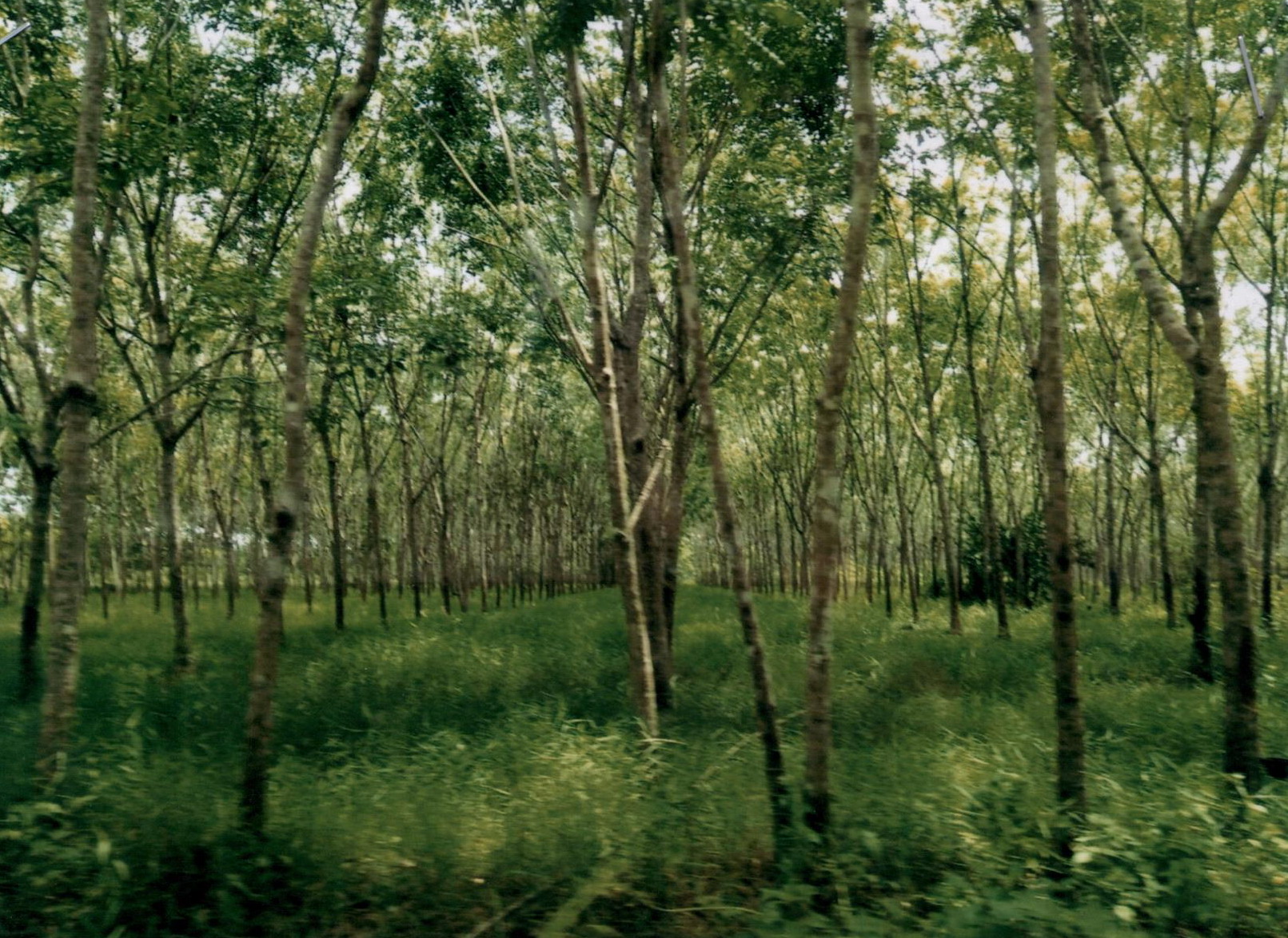 รูปที่ดินว่างเปล่า ตะกุกใต้ วิภาวดี สุราษฎร์ธานี