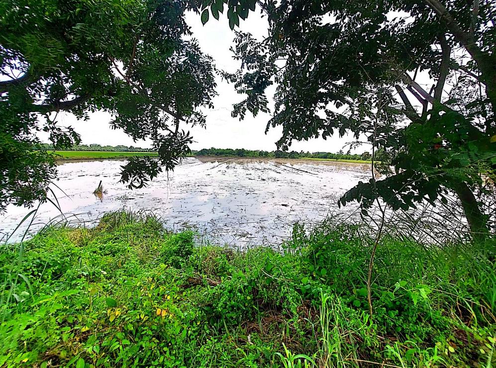 รูปที่ดินว่างเปล่า บางคา ราชสาส์น ฉะเชิงเทรา