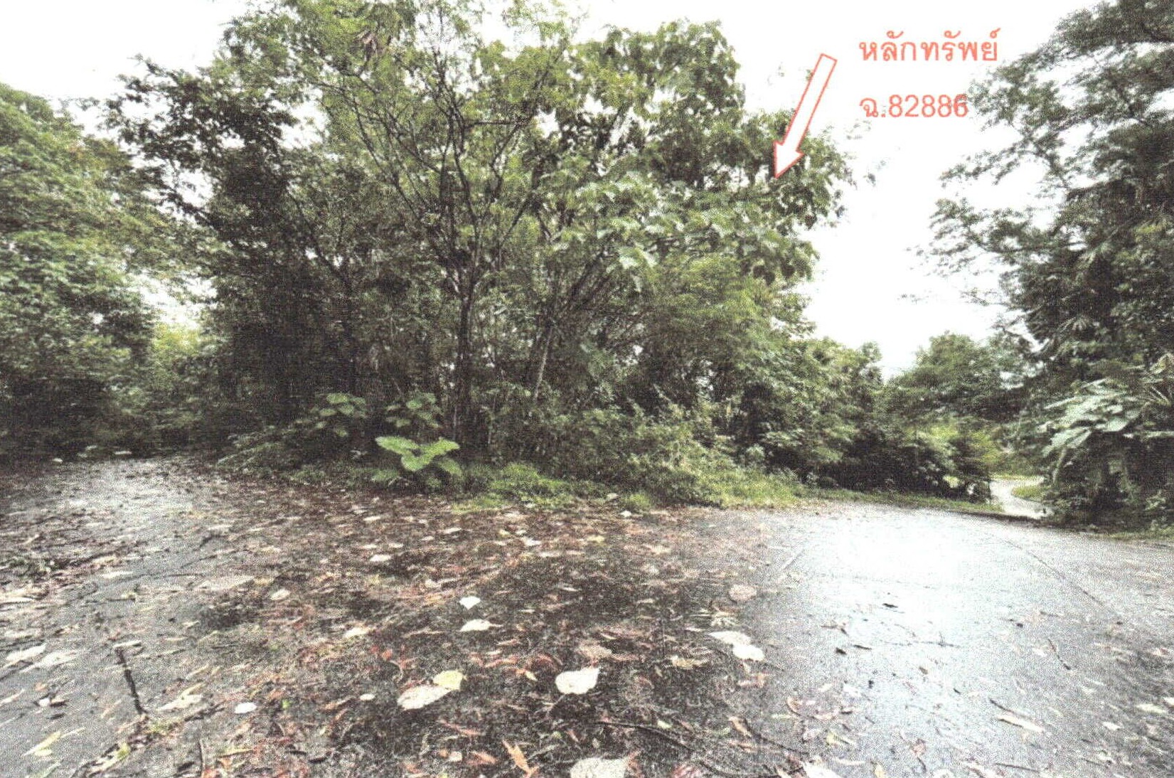 รูปที่ดินว่างเปล่า เกาะแก้ว เมืองภูเก็ต ภูเก็ต