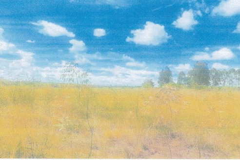 รูปที่ดินว่างเปล่า ดงเหนือ บ้านม่วง สกลนคร