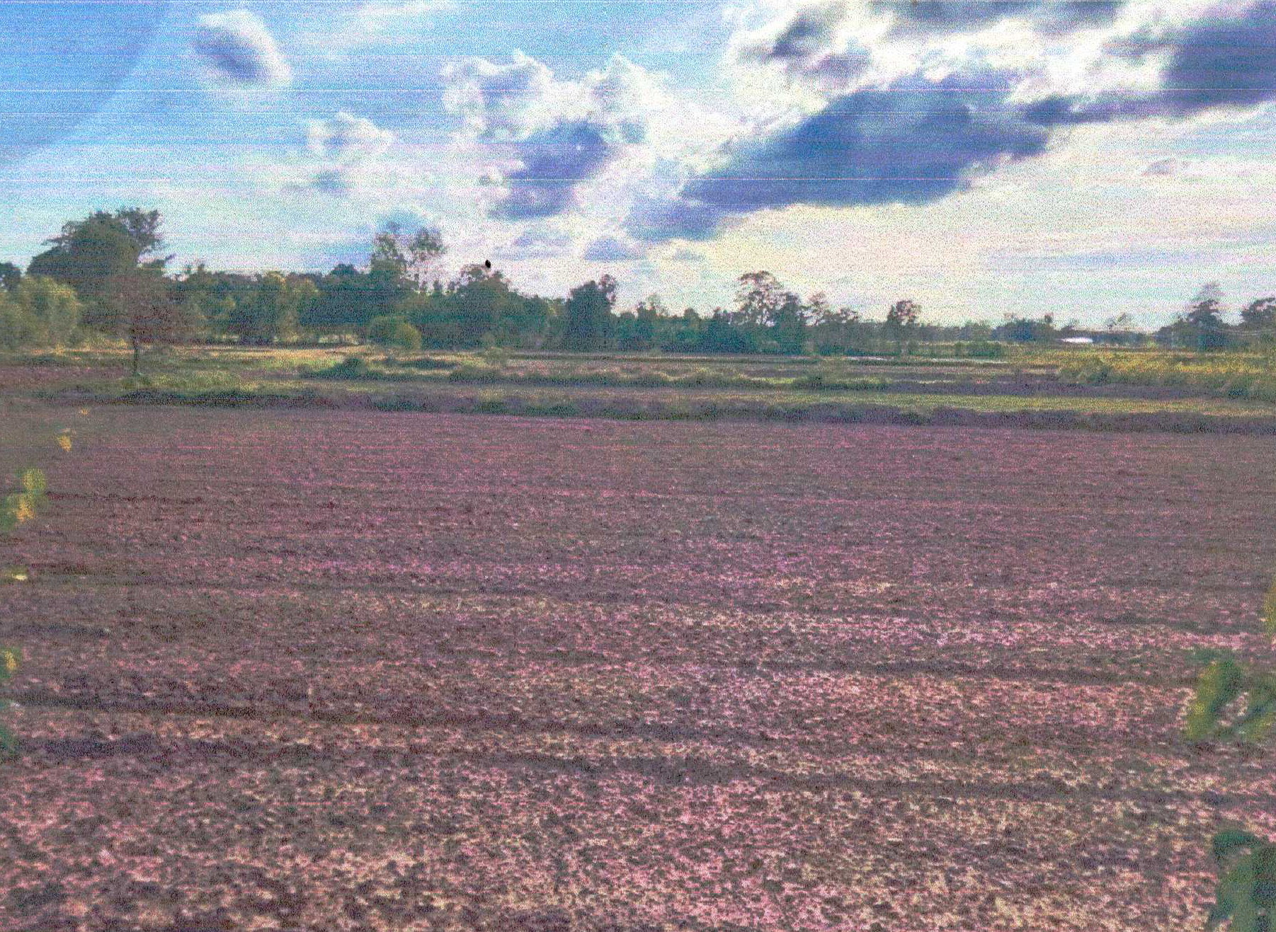 รูปที่ดินว่างเปล่า เฉนียง เมืองสุรินทร์ สุรินทร์
