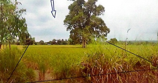 รูปที่ดินว่างเปล่า เต่างอย เต่างอย สกลนคร