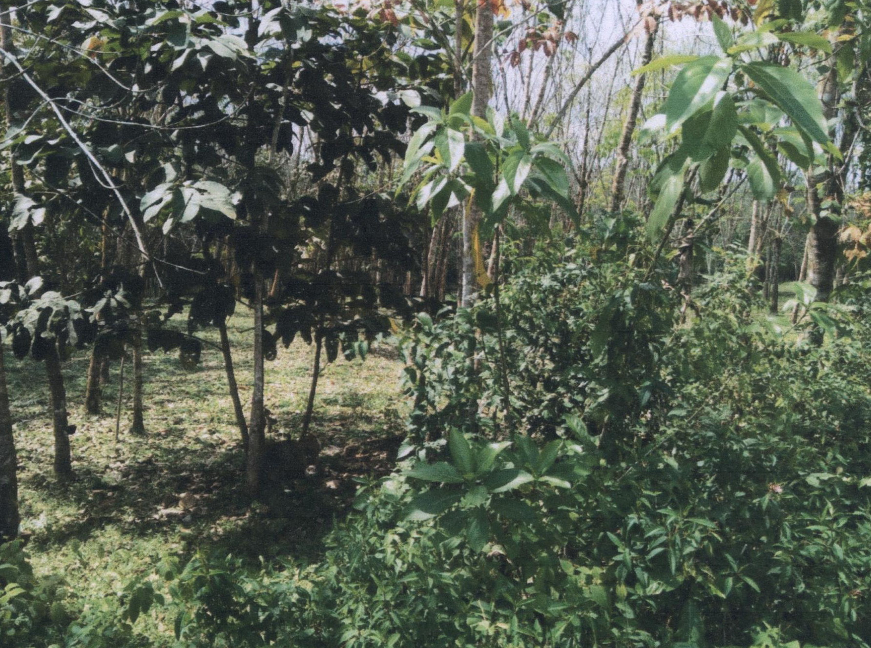 รูปที่ดินว่างเปล่า ฆอเลาะ แว้ง นราธิวาส
