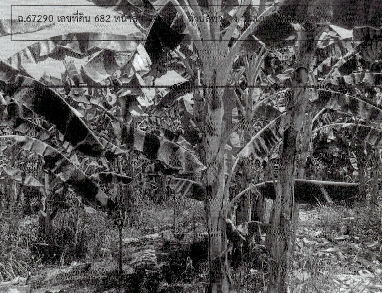 รูปที่ดินว่างเปล่า ท่ายาง ท่ายาง เพชรบุรี