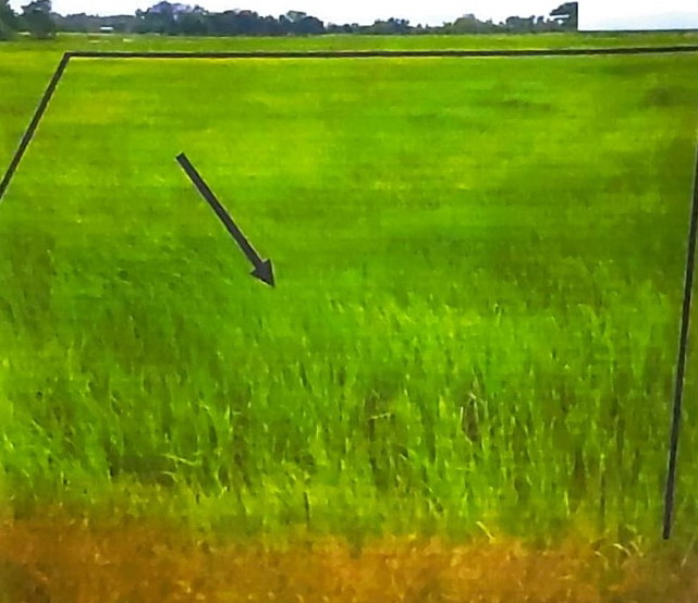 รูปที่ดินว่างเปล่า หนองบ่อ เมืองอุบลราชธานี อุบลราชธานี