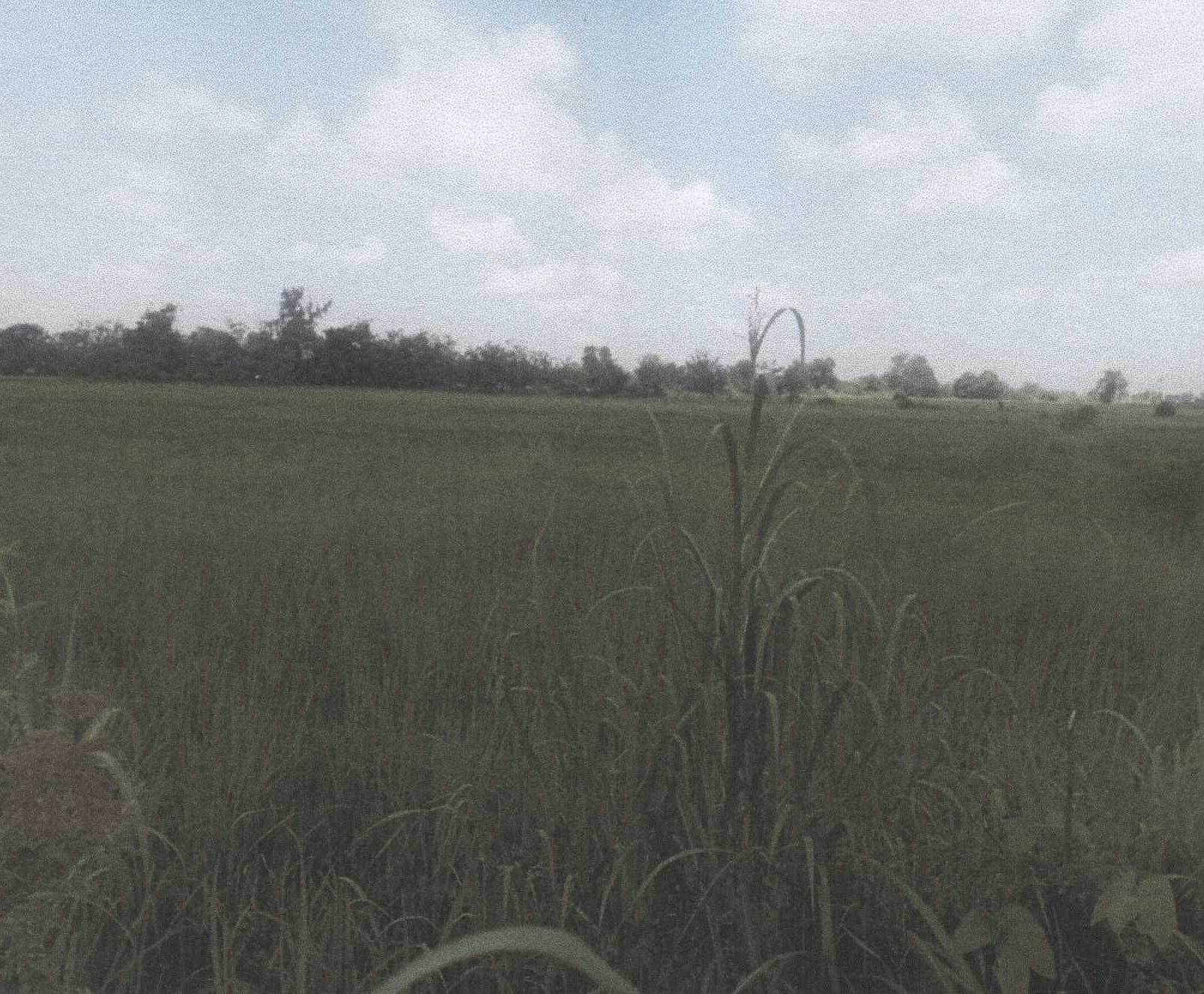 รูปที่ดินว่างเปล่า หัวดง เก้าเลี้ยว นครสวรรค์