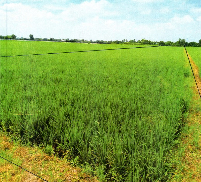 รูปที่ดินว่างเปล่า หนองสาหร่าย ดอนเจดีย์ สุพรรณบุรี