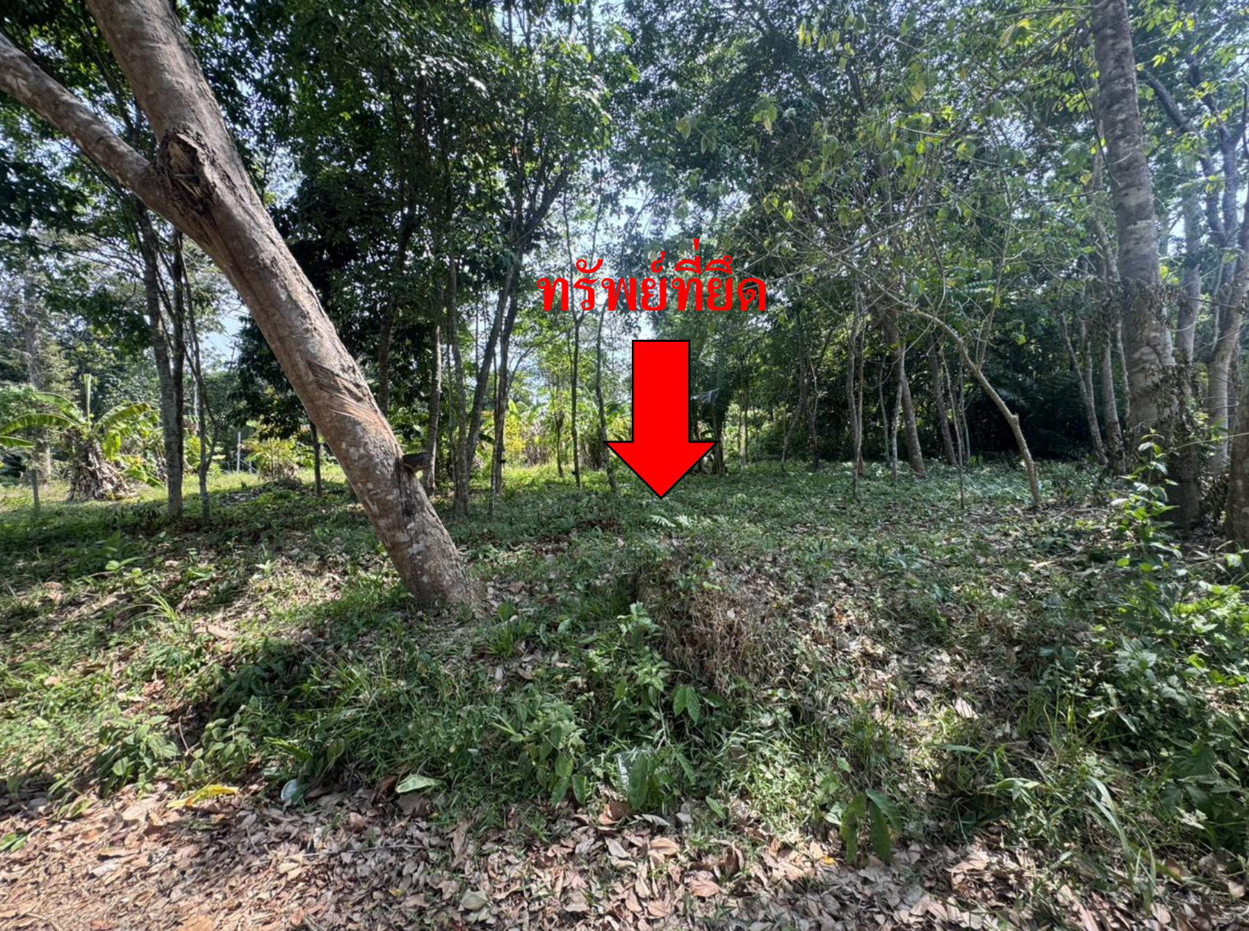 รูปที่ดินว่างเปล่า ยะรัง ยะรัง ปัตตานี