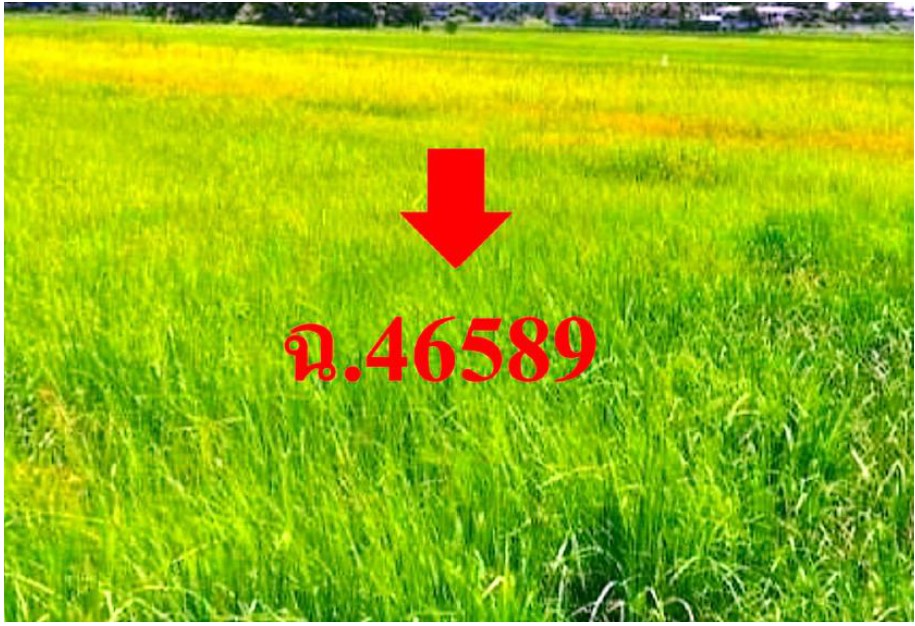 รูปที่ดินว่างเปล่า ตาดทอง เมืองยโสธร ยโสธร