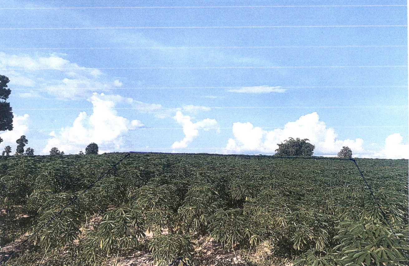รูปที่ดินว่างเปล่า หนองบัว หนองกุงศรี กาฬสินธุ์