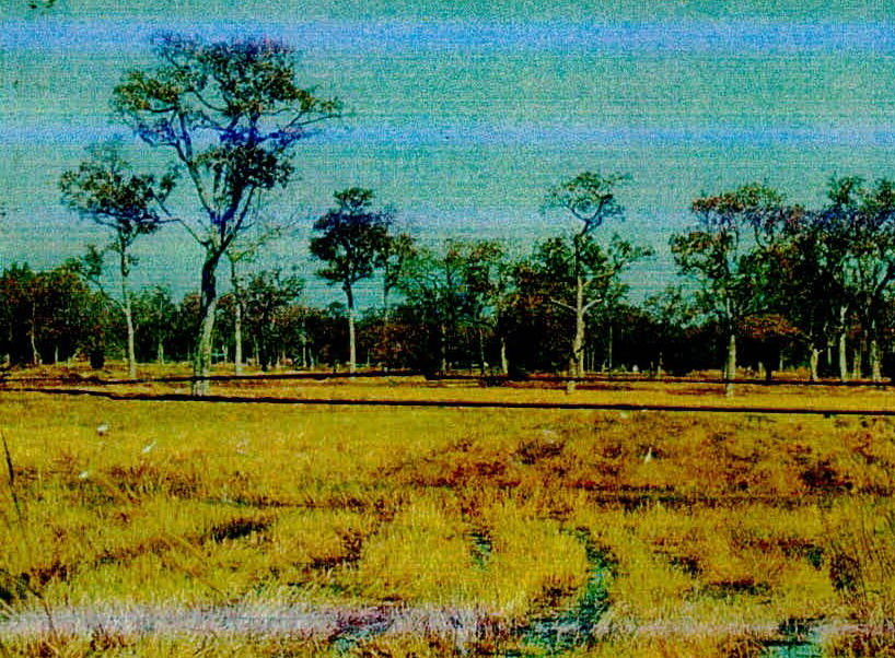 รูปที่ดินว่างเปล่า เพี้ยราม เมืองสุรินทร์ สุรินทร์