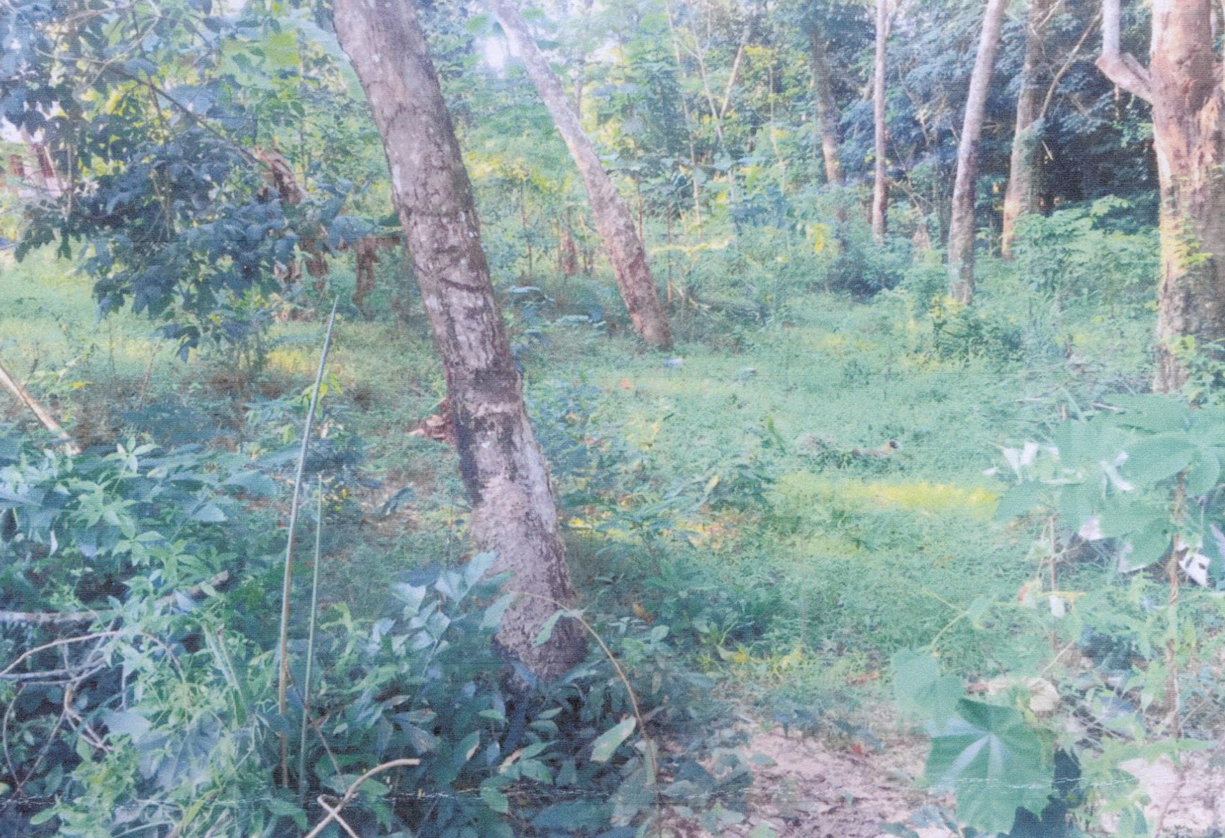 รูปที่ดินว่างเปล่า ปะลุกาสาเมาะ บาเจาะ นราธิวาส