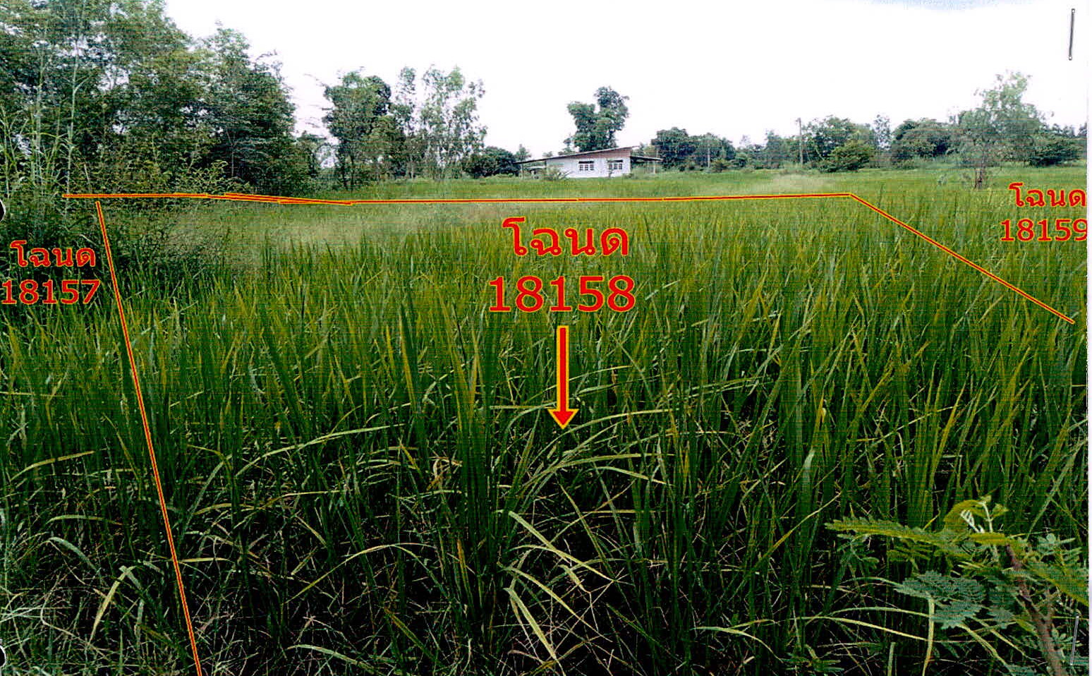 รูปที่ดินว่างเปล่า คำไฮใหญ่ ดอนมดแดง อุบลราชธานี