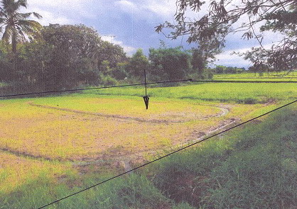 รูปที่ดินว่างเปล่า หินกอง เมืองราชบุรี ราชบุรี