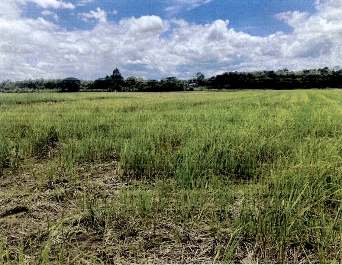 รูปที่ดินว่างเปล่า บ้านเป้า เมืองลำปาง ลำปาง