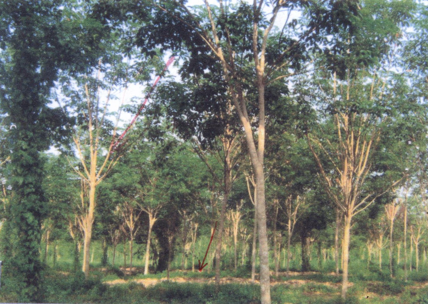 รูปที่ดินว่างเปล่า บ้านนา จะนะ สงขลา