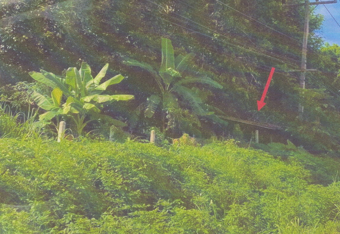รูปที่ดินพร้อมสิ่งปลูกสร้าง แม่สรวย แม่สรวย เชียงราย