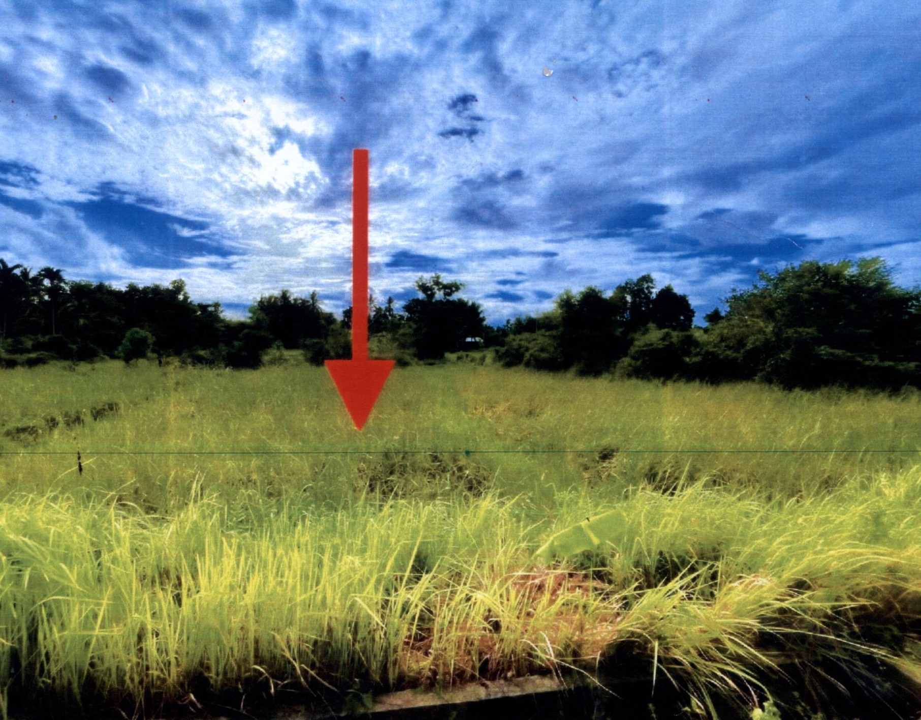 รูปที่ดินว่างเปล่า ขุนตัดหวาย จะนะ สงขลา