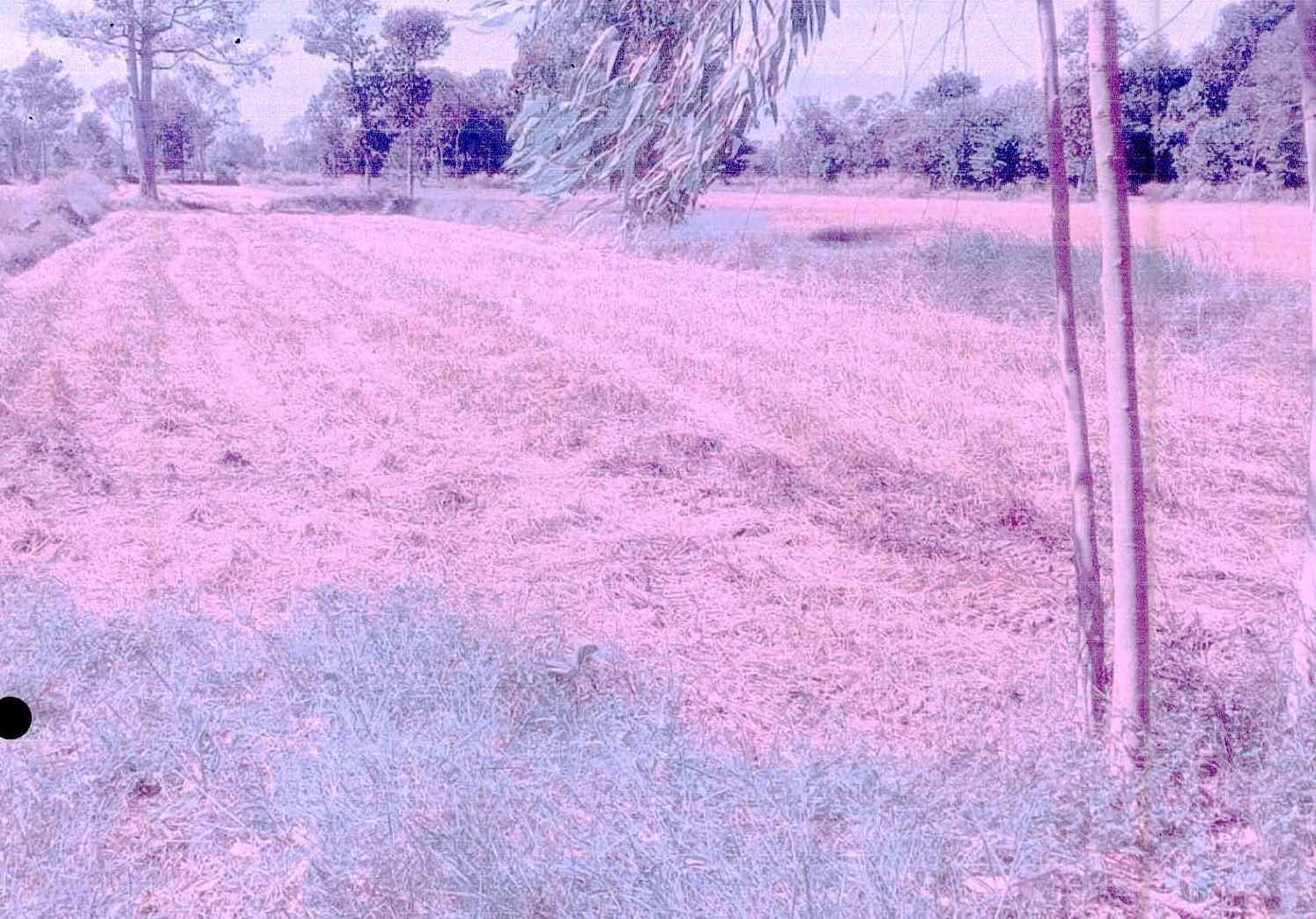 รูปที่ดินว่างเปล่า โคกเพชร ขุขันธ์ ศรีสะเกษ