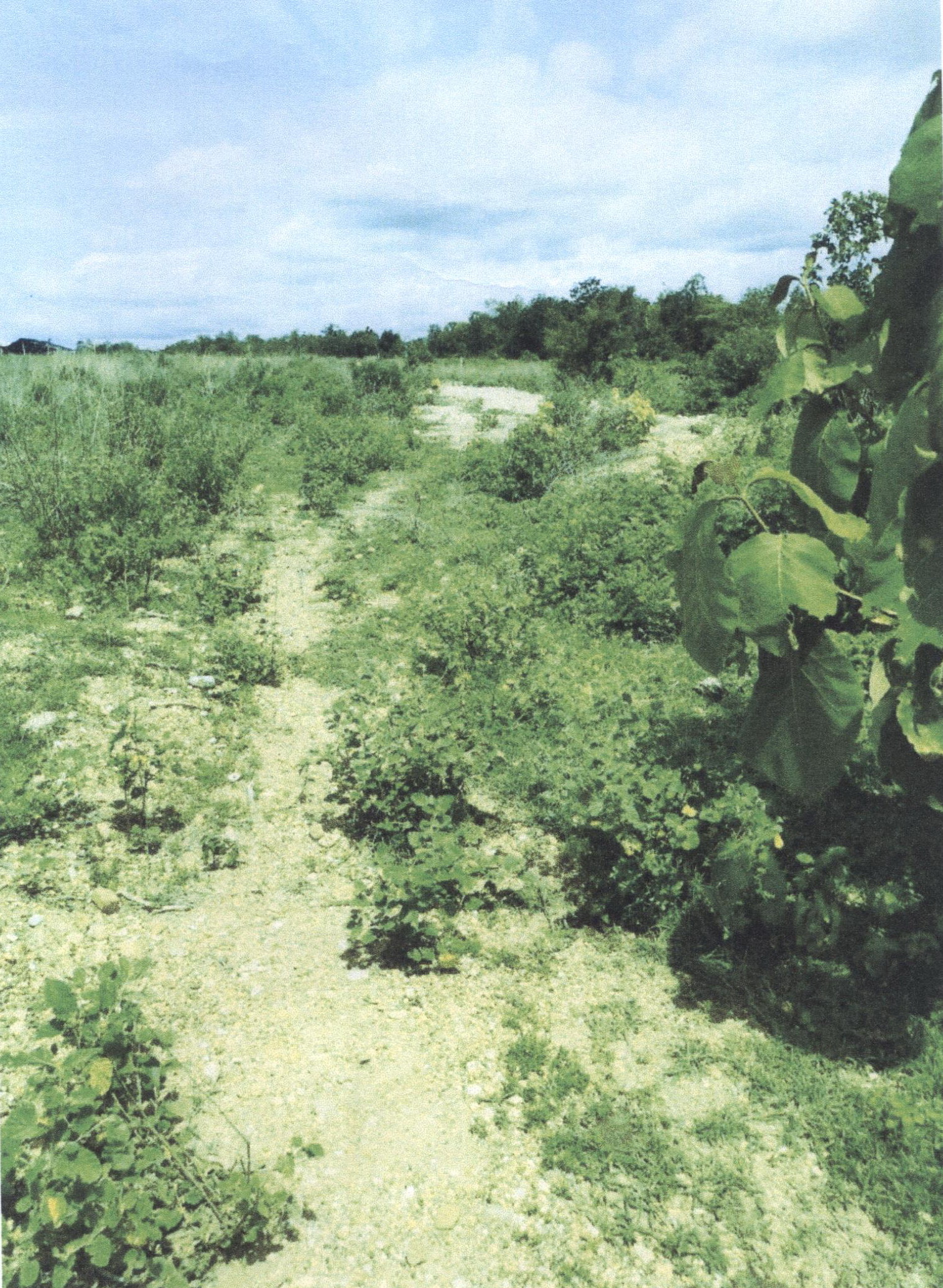 รูปที่ดินว่างเปล่า แม่ปุ แม่พริก ลำปาง