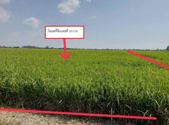 รูปที่ดินว่างเปล่า บ้านไร่ บางกระทุ่ม พิษณุโลก