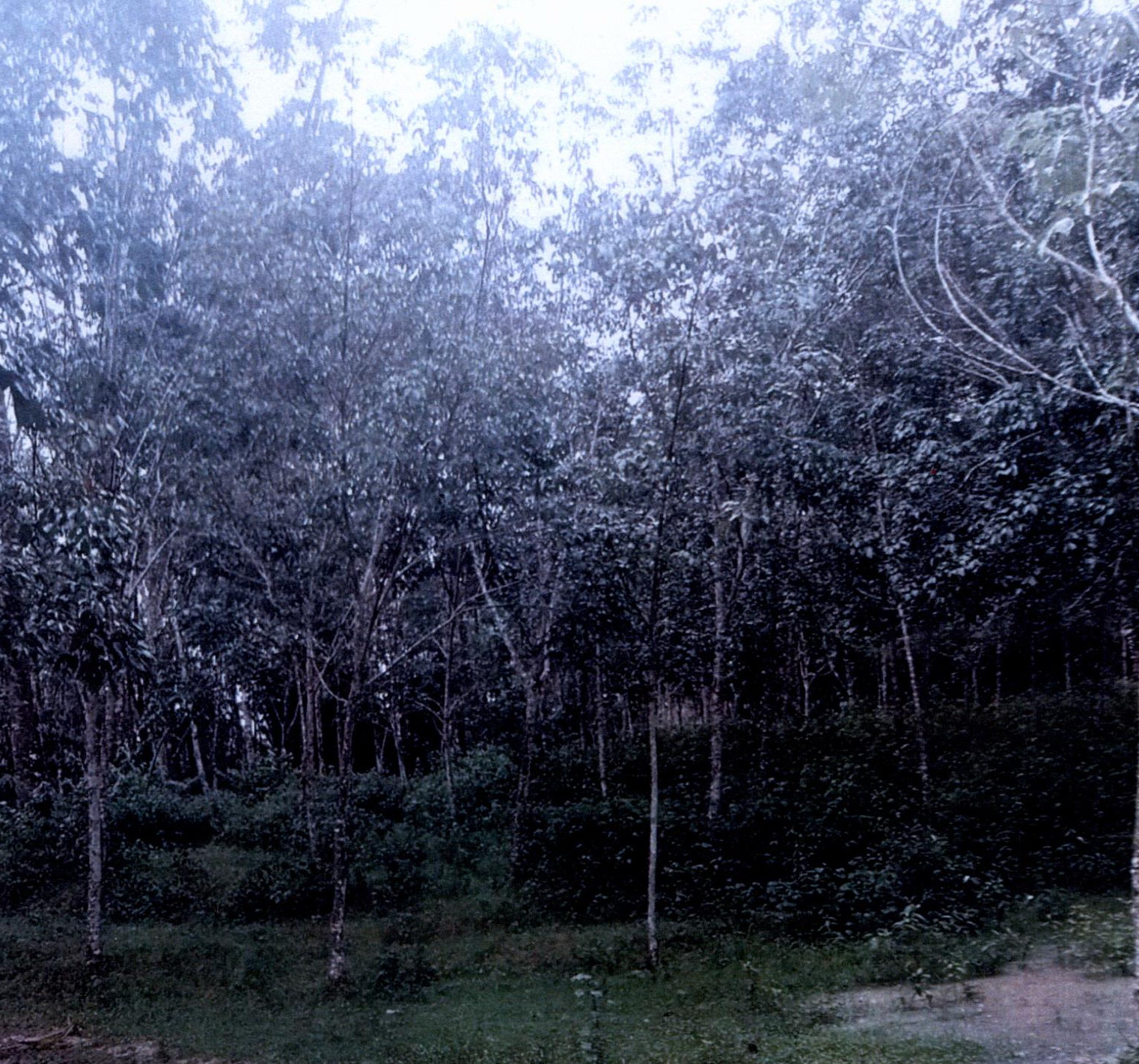 รูปที่ดินว่างเปล่า สะพานไม้แก่น จะนะ สงขลา