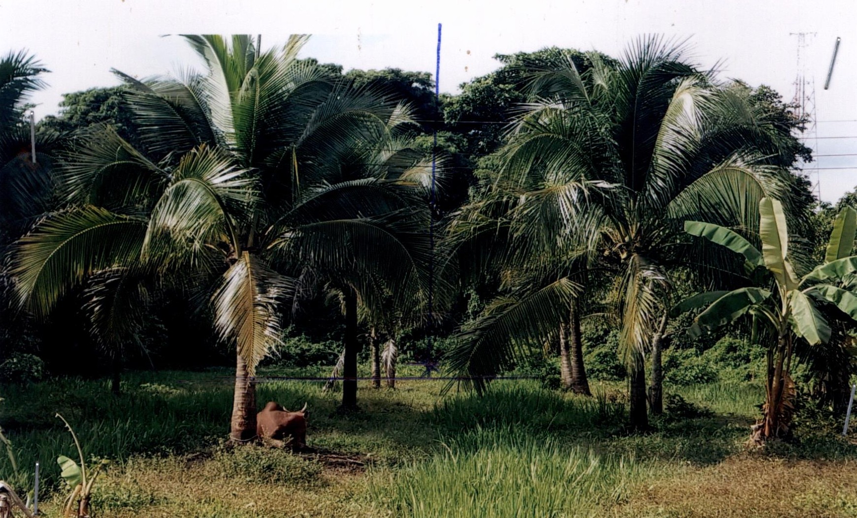 รูปที่ดินว่างเปล่า ฉลุง เมืองสตูล สตูล