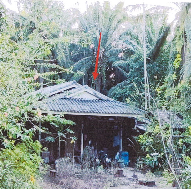 รูปที่ดินพร้อมสิ่งปลูกสร้าง เขาคราม เมืองกระบี่ กระบี่