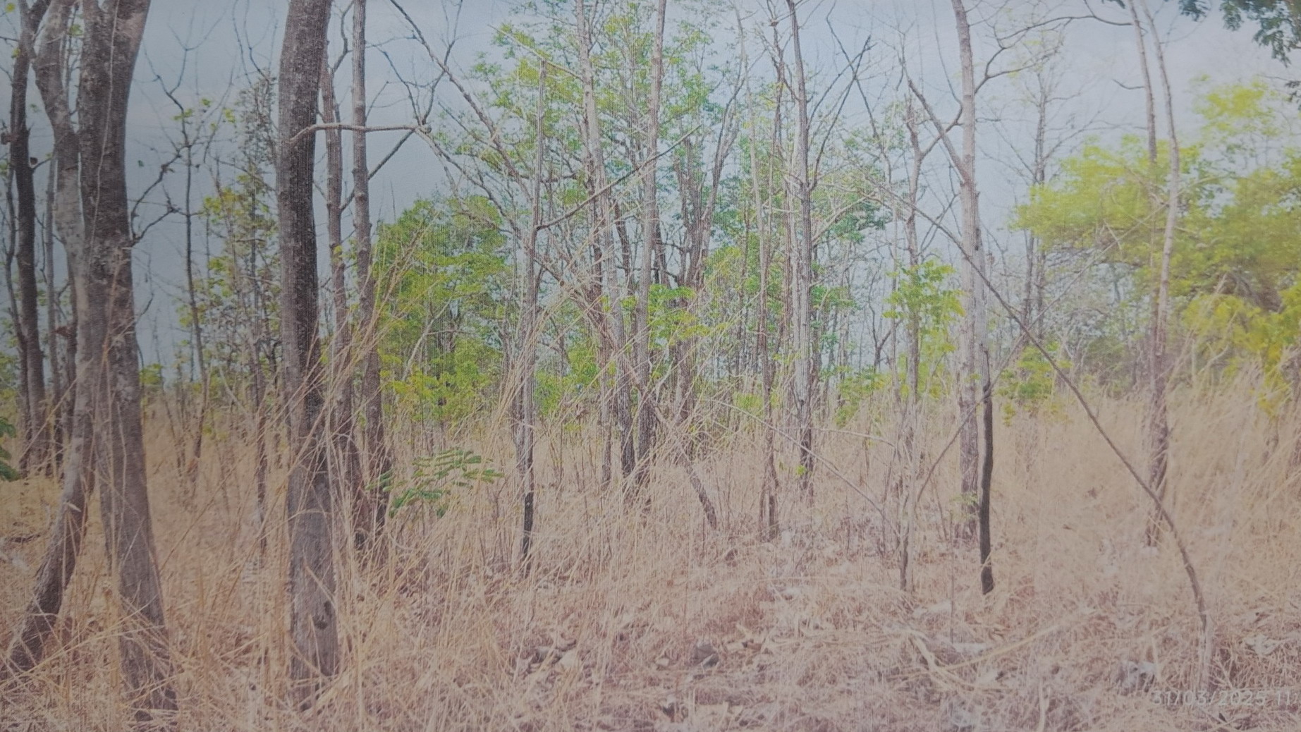 รูปที่ดินว่างเปล่า ตะกุดไร ชนแดน เพชรบูรณ์