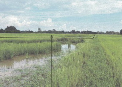 รูปที่ดินว่างเปล่า หัวรอ เมืองพิษณุโลก พิษณุโลก
