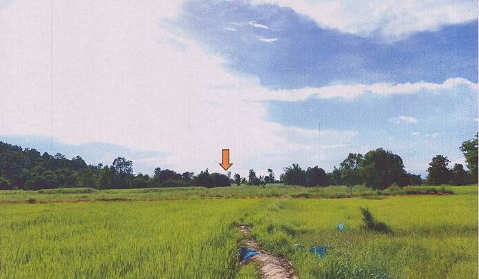 รูปที่ดินว่างเปล่า ป่าไร่ ดอนตาล มุกดาหาร