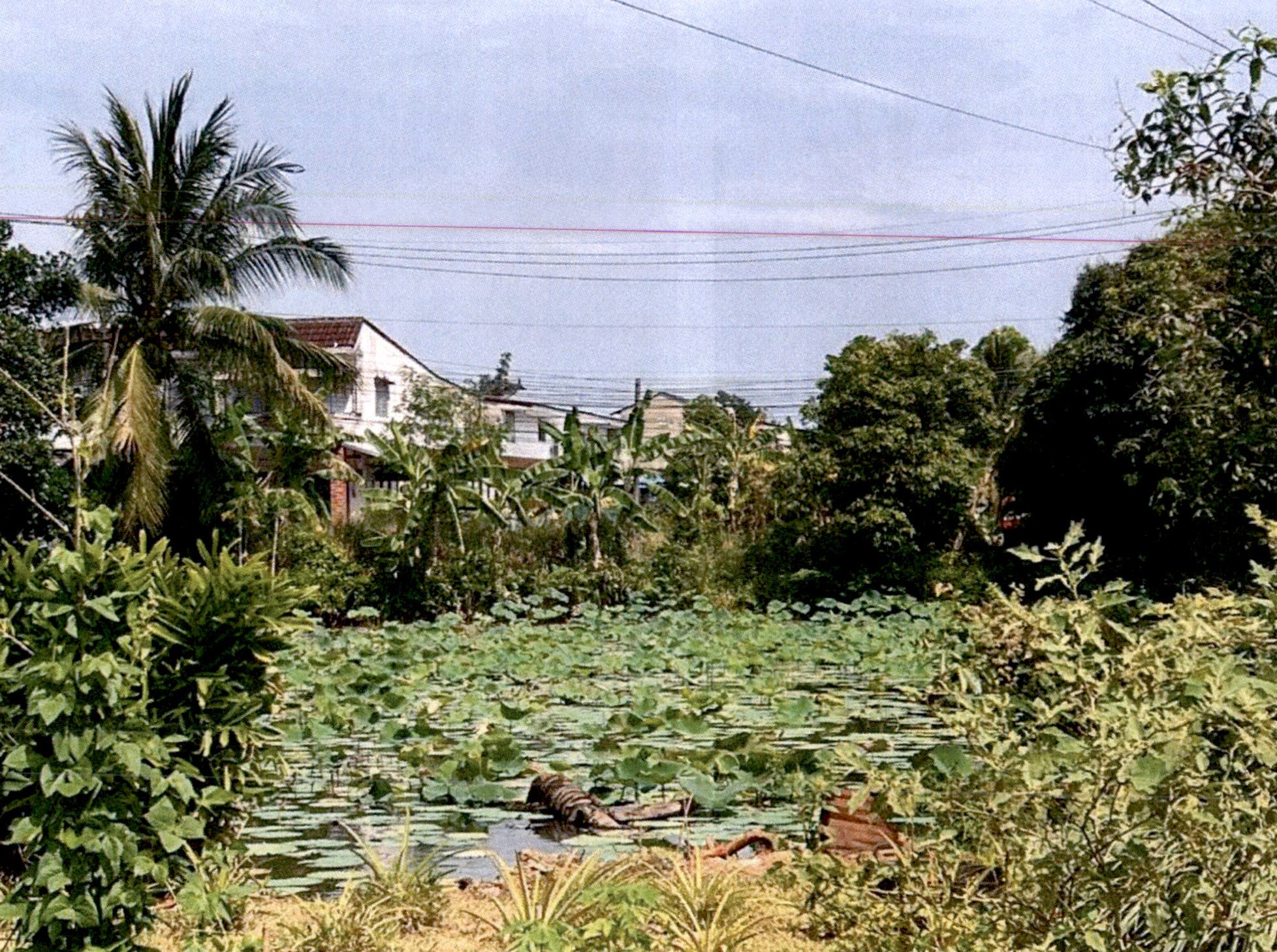รูปที่ดินว่างเปล่า มะขามเตี้ย เมืองสุราษฎร์ธานี สุราษฎร์ธานี