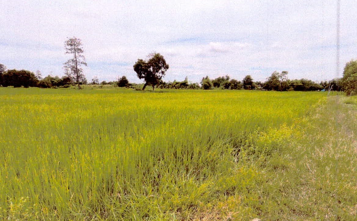 รูปที่ดินว่างเปล่า (บุสูง)ศรีสำราญ (เมืองศรีสะเกษ)วังหิน ศรีสะเกษ