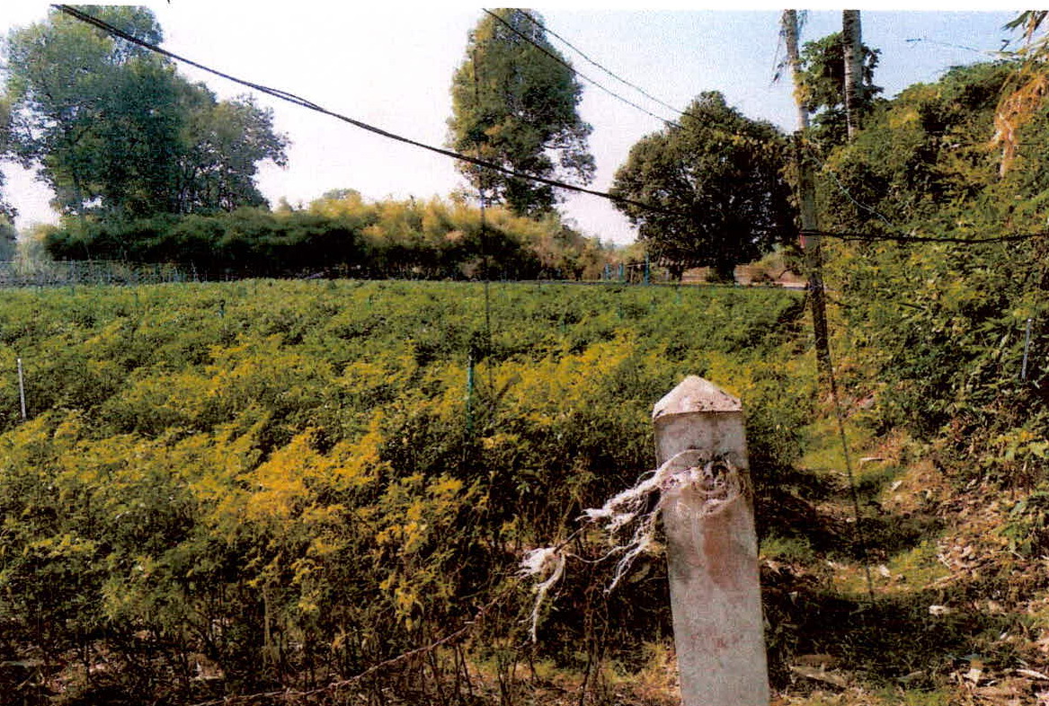 รูปที่ดินว่างเปล่า โพธิ์ เมืองศรีสะเกษ ศรีสะเกษ