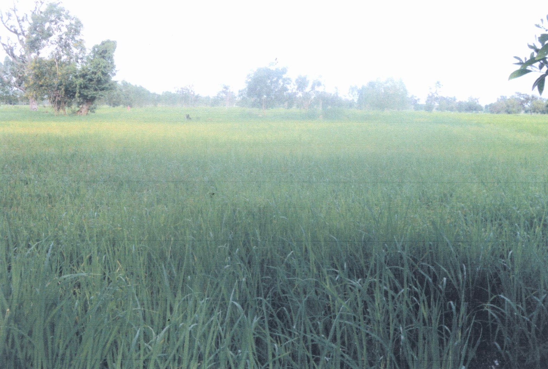 รูปที่ดินว่างเปล่า ท่าไห เขื่องใน อุบลราชธานี