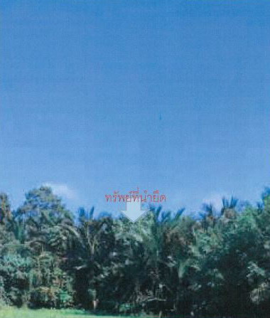 รูปที่ดินว่างเปล่า ท่างิ้ว เมืองนครศรีธรรมราช นครศรีธรรมราช