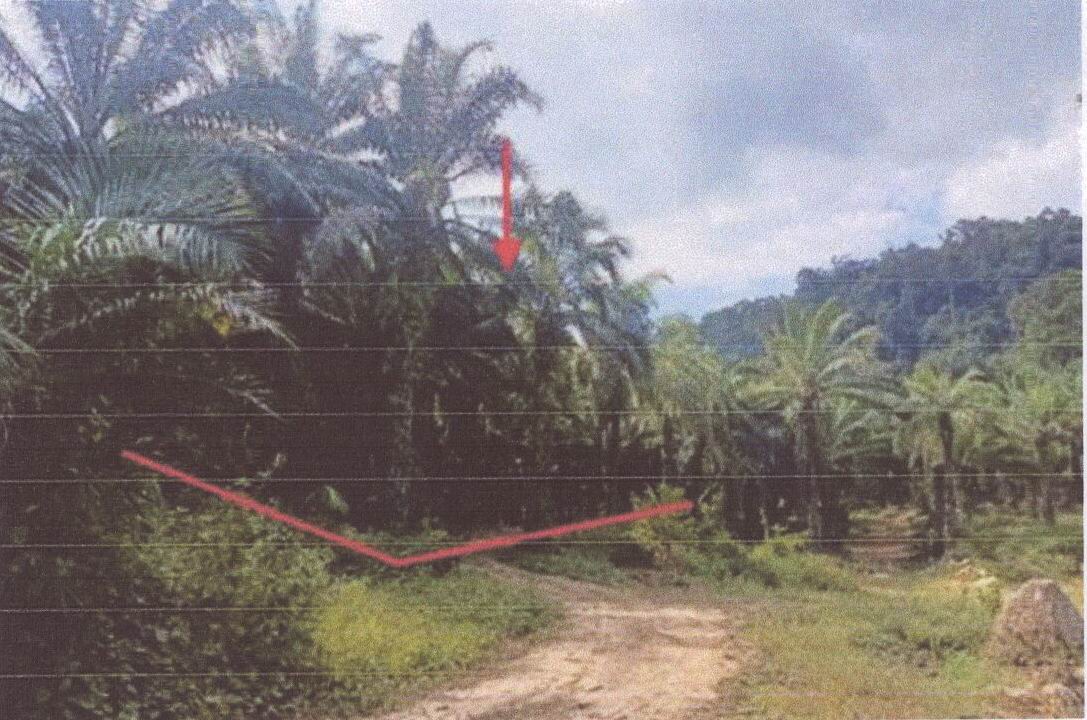 รูปที่ดินว่างเปล่า คลองพน คลองท่อม กระบี่