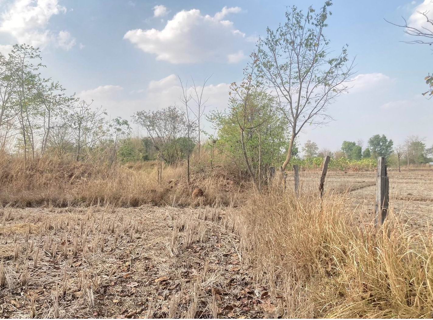 รูปที่ดินว่างเปล่า เจริญศิลป์ เจริญศิลป์ สกลนคร