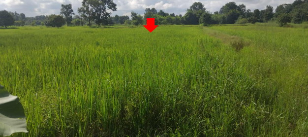 รูปที่ดินว่างเปล่า แวงน่าง เมืองมหาสารคาม มหาสารคาม