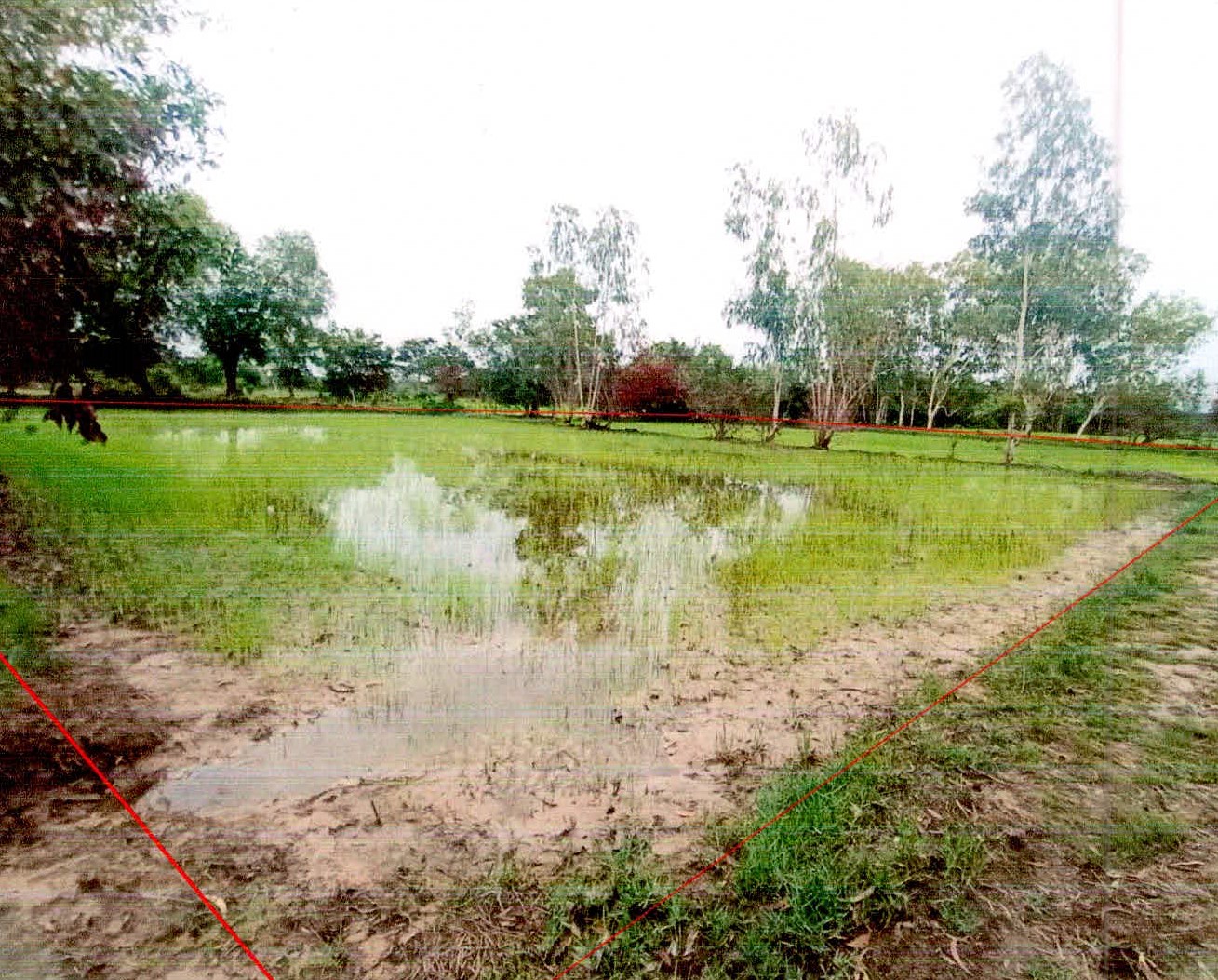 รูปที่ดินว่างเปล่า หนองแก้ว เมืองศรีสะเกษ ศรีสะเกษ