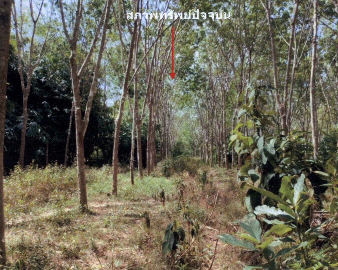 รูปที่ดินว่างเปล่า จะแหน สะบ้าย้อย สงขลา