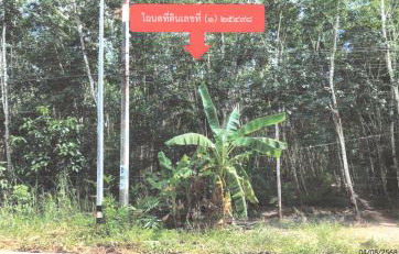 รูปที่ดินว่างเปล่า สำนักแต้ว สะเดา สงขลา