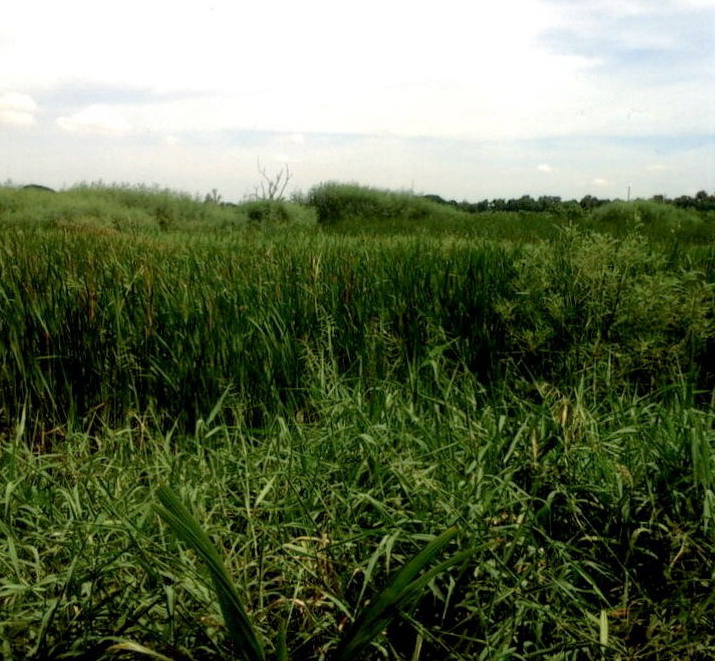 รูปที่ดินว่างเปล่า ทรายกองดิน มีนบุรี(เมือง) กรุงเทพมหานคร